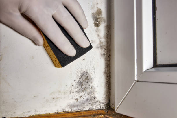 Best Forensic Mold Investigation  in Emerson, NJ
